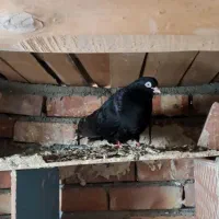 فروش کبوتر سیاه آبادانی