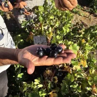 نهال انگور اختصاصی یاسین نهال|خدمات باغبانی و درختکاری|بانه, |دیوار