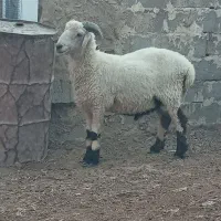 قوچ، بره نر، گوسفند،