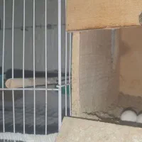 عروس هلندی باتخم بندردیر