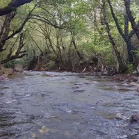 اجاره روزانه اقامتگاه  همرا با اتاق و سوئیت