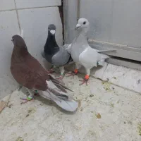 کبوتر