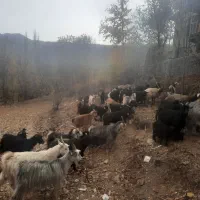 فروش بز با بزغاله