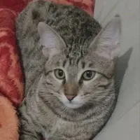 گربم گم شده