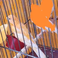 قناری نر سرخ|پرنده|سیرجان, |دیوار