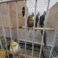 ۶عدد عروس هلندی جوان|پرنده|بندر انزلی, معلم|دیوار