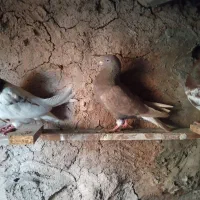 کله سرخ|پرنده|تربت‌حیدریه, پائین ولایت|دیوار