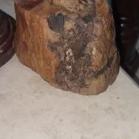 فسیل سنگ تنه درخت