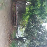 اجاره روزانه وماهانه سوییت  نزدیک  ساحل قروق|اجارهٔ کوتاهمدت آپارتمان و سوئیت|تالش, جوکندان|دیوار