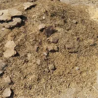 فروش کود گوسفندی