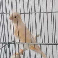 قناری موزاییکی|پرنده|شیراز, شیشه‌گری|دیوار