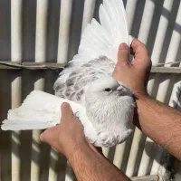 کبوتر پرشی خوش نقش