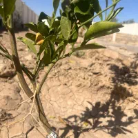 زمین ویلایی درختکاری دیوارکشی یزدآباد اقساطی|فروش زمین و ملک کلنگی|کاشان, یزد‌آباد|دیوار