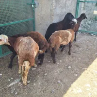 ۶راس بره ماده واسه داشتی