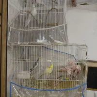 عروس هلندی بالغ|پرنده|مشهد, گلبرگ شمالی|دیوار