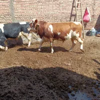 2 راس گوساله سیمینتال عالی و درجه یک تخمی