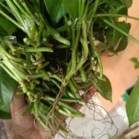 پتوس