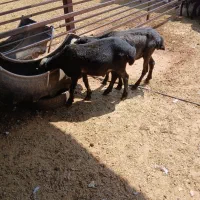 گوسفند نر