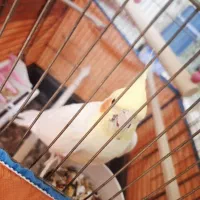 عروس هلندی لوتینو|پرنده|شوش, |دیوار