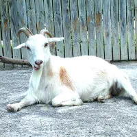 فروش بز محلی