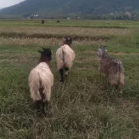 بز نر جوان ۸ماهه ۳۵کیلویی گوسفند