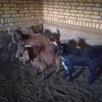 سه عدد بزغاله.. دو عدد نریک عدد ماده