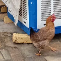 مرغ|پرنده|بوستان, |دیوار