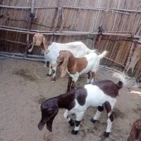 حیوانات مزرعه