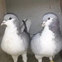 کبوتر بدرنگ.شصتی و هفرنگ