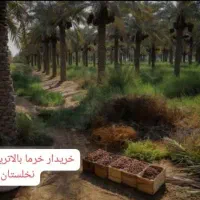 انواع خرما خوزستان فروش