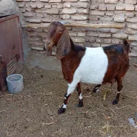 بز پاکستانی بادوتا کره نرماده