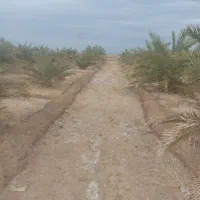 باغ خرما|فروش دفتر صنعتی، کشاورزی، تجاری|ریگان, |دیوار