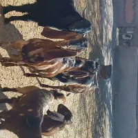 خرید بزغاله|حیوانات مزرعه|رادکان, |دیوار