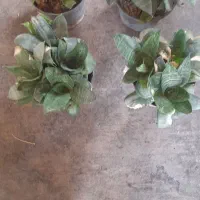 گل های سرحال|گل و گیاه طبیعی|کنگاور, |دیوار