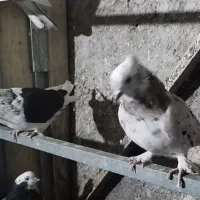 کبوتر پرشی هما سرور|پرنده|شهریار, شهرک بهاران (ویره)|دیوار