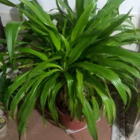 گل اشک ملکه زیبا و شاداب|گل و گیاه طبیعی|زیباشهر, |دیوار