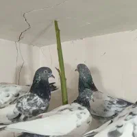 ماده پاکستانی|پرنده|قم, آزادگان|دیوار
