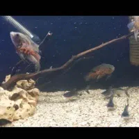 اسکار تایگر سوپر باله