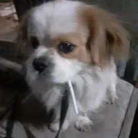 گم شدن سگ پا کوتاه.جایزه ۵ میلیون