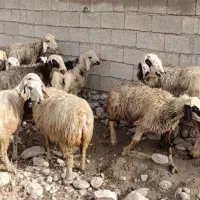 شیشک و میش بره دار و آبستن گلون|حیوانات مزرعه|جره و بالاده, |دیوار