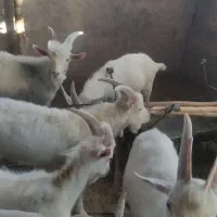 نربز سانن 9 ماهه|حیوانات مزرعه|بردسیر, |دیوار