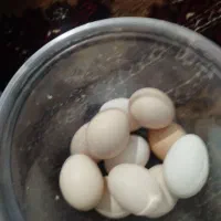 تخم مرغ محلی  حدود 50 عدد