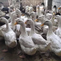 ۴۶ عدد اردک نر