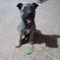 توله مالینیوز