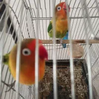 جفت کوتوله برزیلی