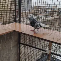 کفترسرور دم سفید|پرنده|شیراز, کوشک میدان|دیوار