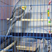 عروس هلندی|پرنده|شوط, |دیوار