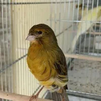 دوعددماده قناری مست وآماده