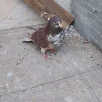 کبوتر غریبگیری