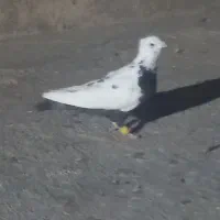 دو عدد کبوتر رنگی